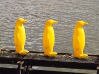 Žlutí plastoví tučňáci na Vltavě