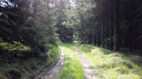 lesní cesta
