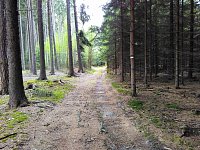cesta zpět lesní pěšinou