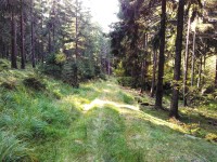 neznačená lesní pěšina k rozcestí u Lužické poruchy