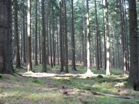 Les pod Velkým Prenetem