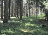Boubínský les