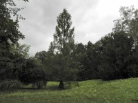 Klášterec nad Ohří, tisovec dvouřadý v parku