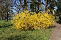 Kopidlno, kvetoucí zlatice v parku