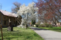 Kopidlno, kvetoucí magnolie v parku