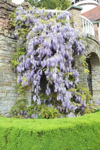 Kvetoucí wistaria