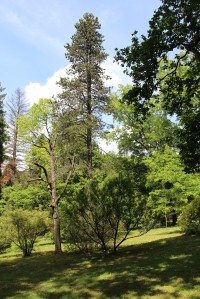 Arboretum, borovice