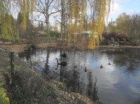 Zoo Plzeň, černá labuť