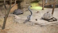 Zoo Plzeň, lemur a želvy