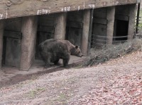 Zoo Plzeň, medvěd