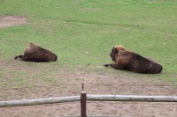 Zoo Plzeň, bizoni