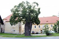 Volšovská lípa, památný strom Sušicka.