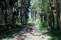 Lesní cesta do Radomyšle