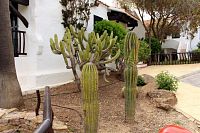 Vysazené kaktusy