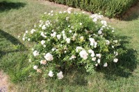 Růže v zámecké zahradě