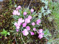 Dianthus sp. - hvozdík