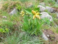 Gentiana lutea - hořec žlutý