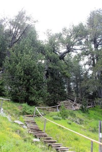 Nejstarší borovice v pohoří