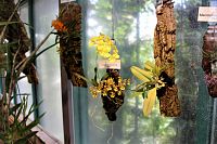 Skleník orchidejí