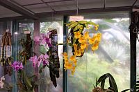 Skupina orchidejí