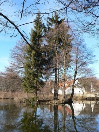 Svojšice, rybník s ostrůvkem u tvrze
