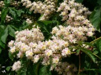 Květy jírovce maďalu