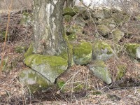 Strom a kámen
