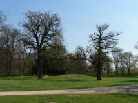 Zámecký park Milotice, staré stromy