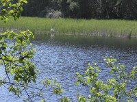 Panský-nezamyslický rybník, hnízdiště labutí
