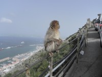 Gibraltar, magot bezocasý