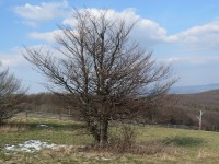 Velká Javořina, osamělý strom