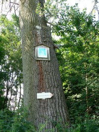 Kozlov, strom s obrázkem