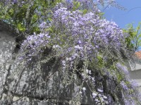 Pačejov, kvetoucí wistarie