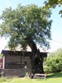 Popovice - mlýn a starý dub