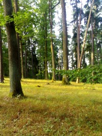 Černá stráň - Hradecké lesy	