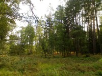 Haltýře - Hradecké lesy