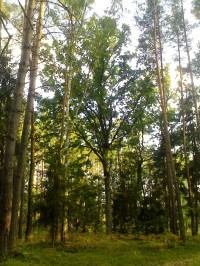 Haltýře - Hradecké lesy