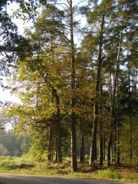 Rozcestí u Bažantnice - Hradecké lesy