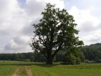 Erbenův dub