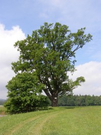 Erbenův dub