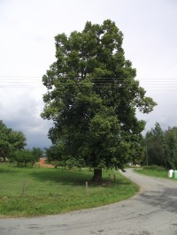 Habartice - památný strom