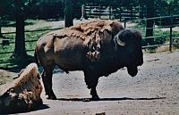 náčelník velký bizon