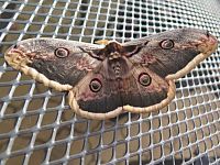 Giant Emperor Moth - to zní opravdu hrdě