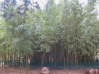 bambusový háj