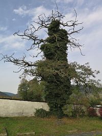 fotogenický strom