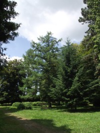 lesopark v horní části hřbitova