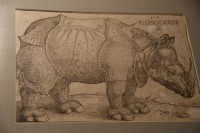 Dürer - Nosorožec