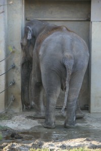 sloní pozadí