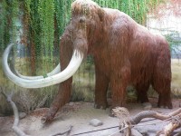 Poslední žijící mamut