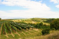 Vinohrady u V.Pavlovic